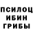 Галлюциногенные грибы Psilocybine cubensis Pulmen,+Tijoe